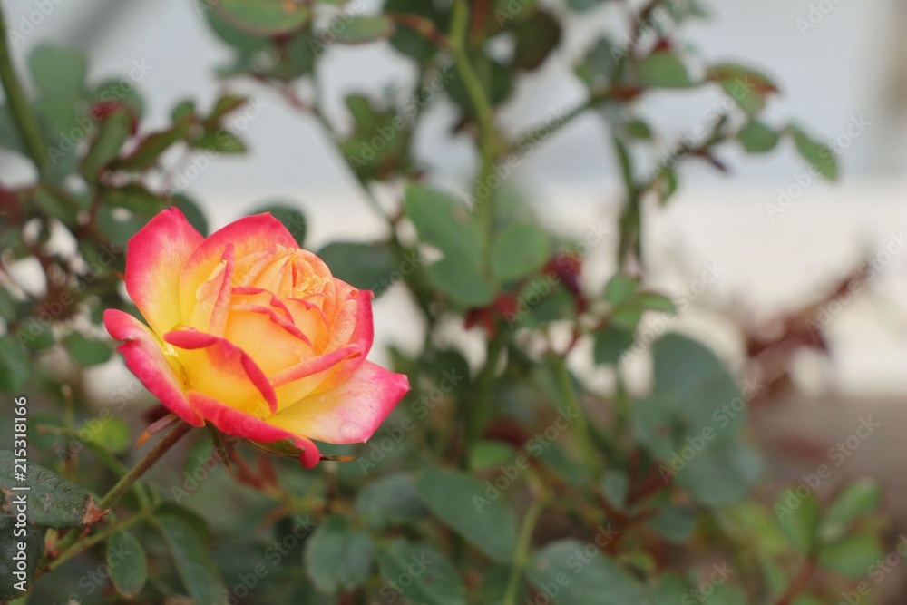 yellow and pink rose in one yellow and pink rose in one