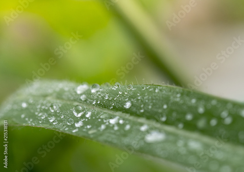 beautiful water drops on grass leaves blured and soft focus