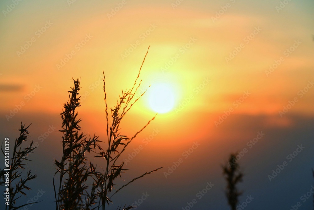 field grass with sunset,orange and blue sky. field grass with sunset,orange and blue sky.