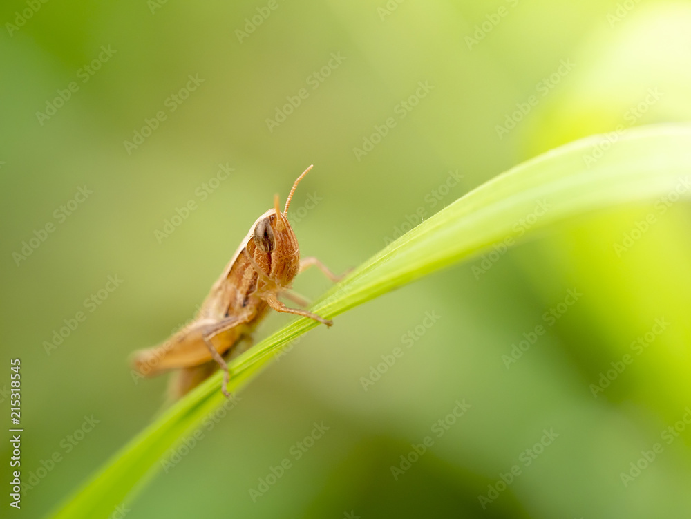 grasshopper grasshopper