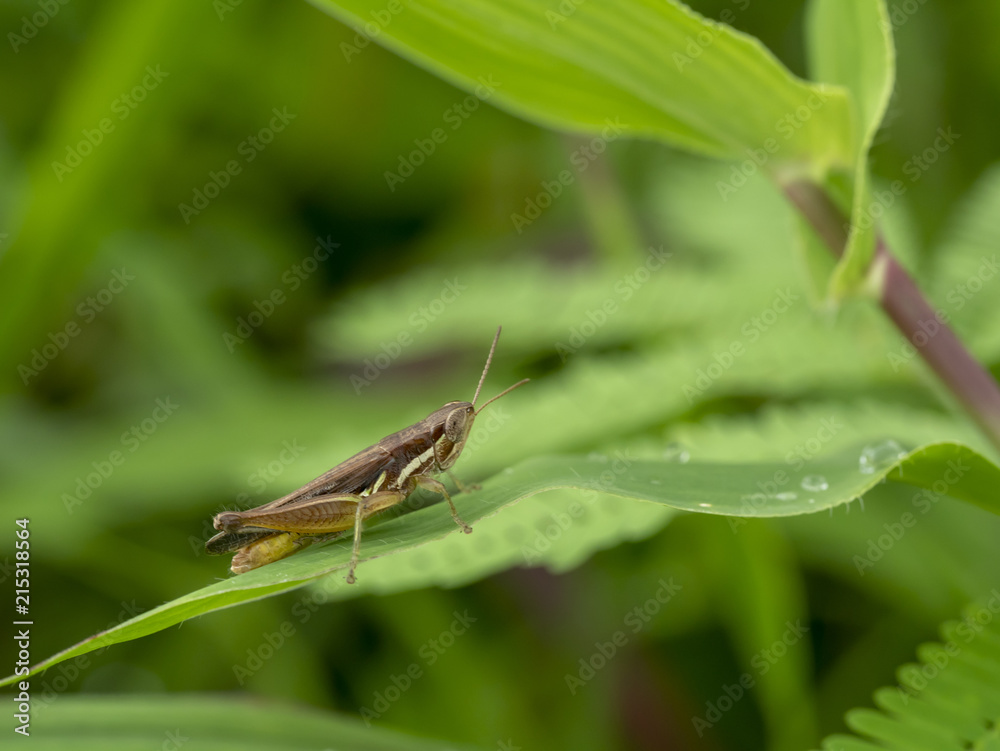 grasshopper