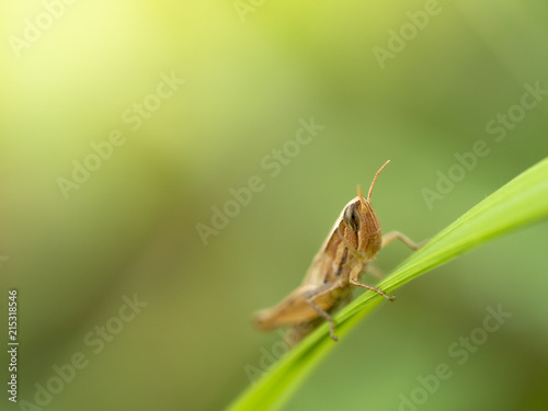 grasshopper © aumkabaum