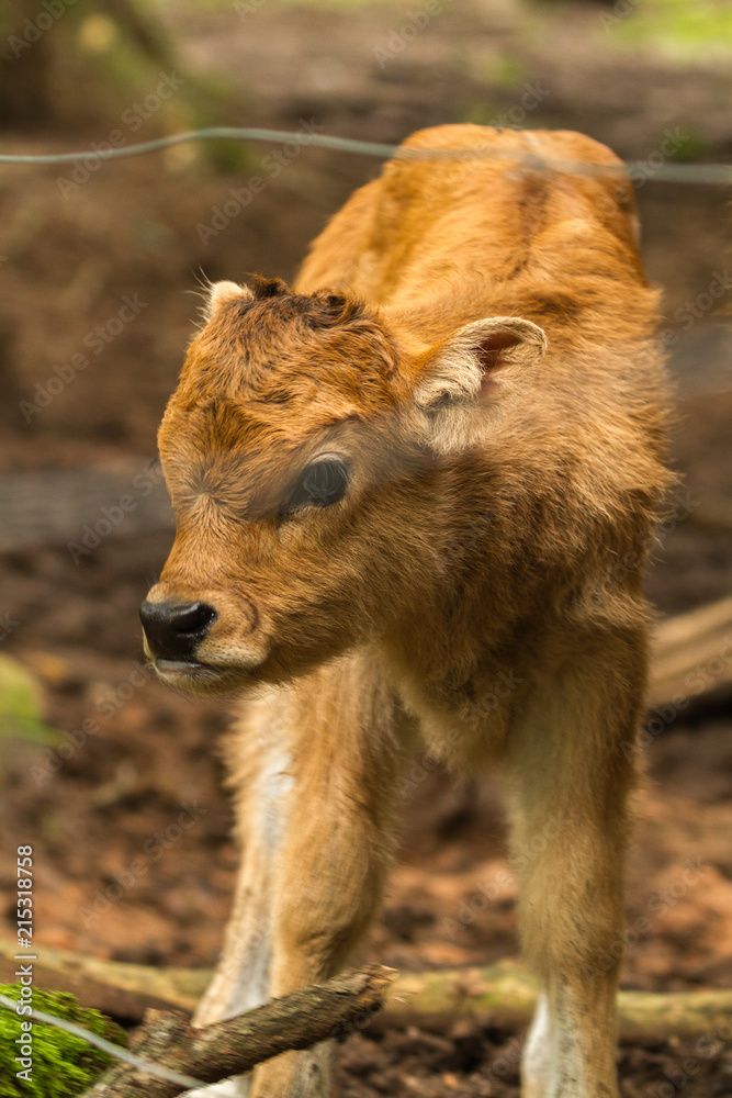 Fototapeta premium Calf in Wildpark