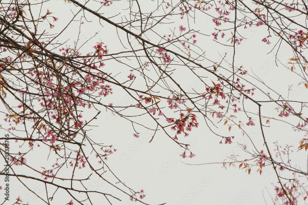Wild Himalayan Cherry, pink flower cherry blossom with winter background.