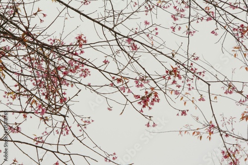 Wild Himalayan Cherry  pink flower cherry blossom with winter background.
