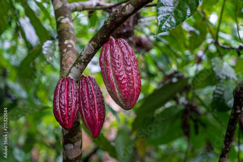Cacao Pods