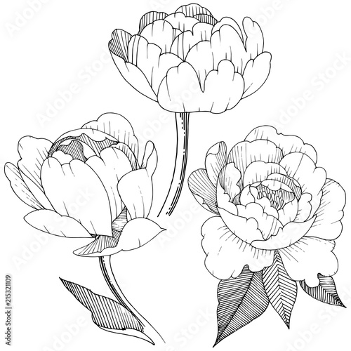 Peony in a vector style isolated. Full name of the plant: peony. Vector flower for background, texture, wrapper pattern, frame or border.