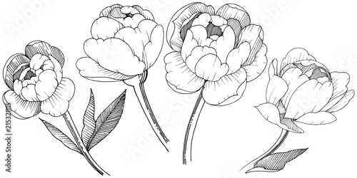 Peony in a vector style isolated. Full name of the plant: peony. Vector flower for background, texture, wrapper pattern, frame or border.