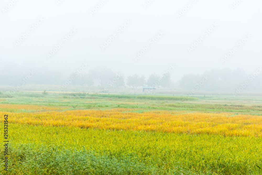 ripe rice field with fog in sky.