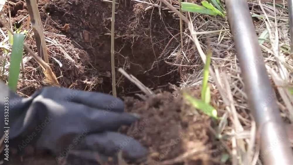 Planting Tree In Field Of Flora With Gloves - Close-Up Planting Tree In Field Of Flora With Gloves - Close-Up