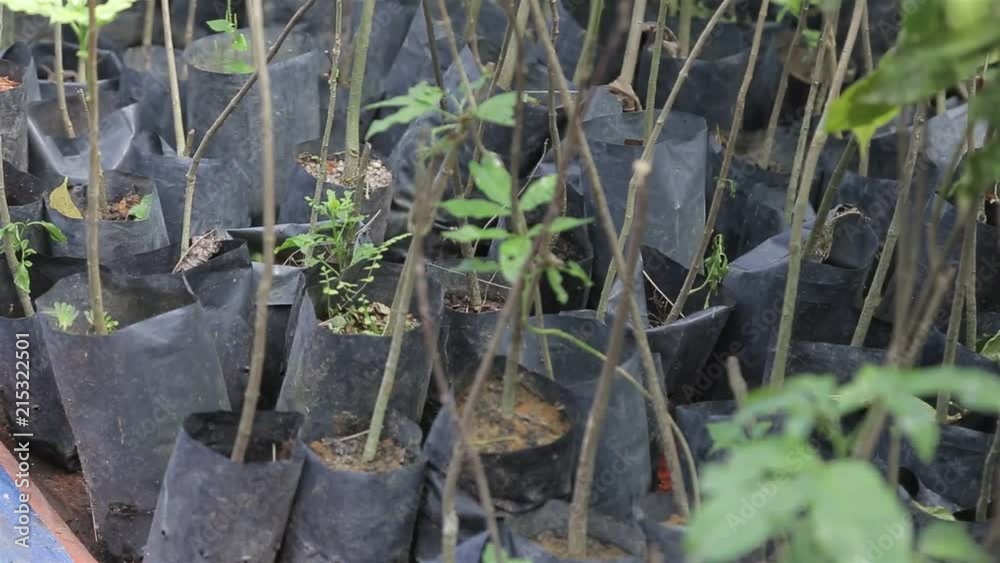 Plants Aligned In Greenhouse - Focus Plants Aligned In Greenhouse - Focus