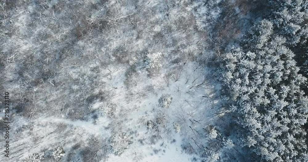 Winter drone footage of a forest covered in snow. Scenery of trees ...