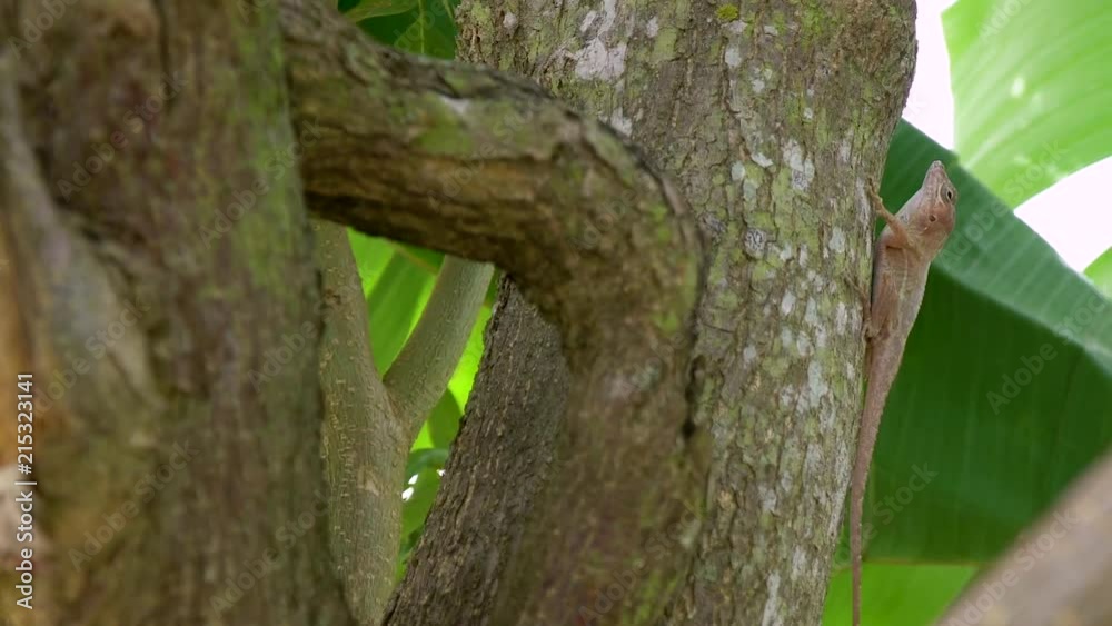 A trunk ground anole in the Dominican Republic, perches on the trunk of a plantain tree, finishing an insect. A trunk ground anole in the Dominican Republic, perches on the trunk of a plantain tree, finishing an insect.