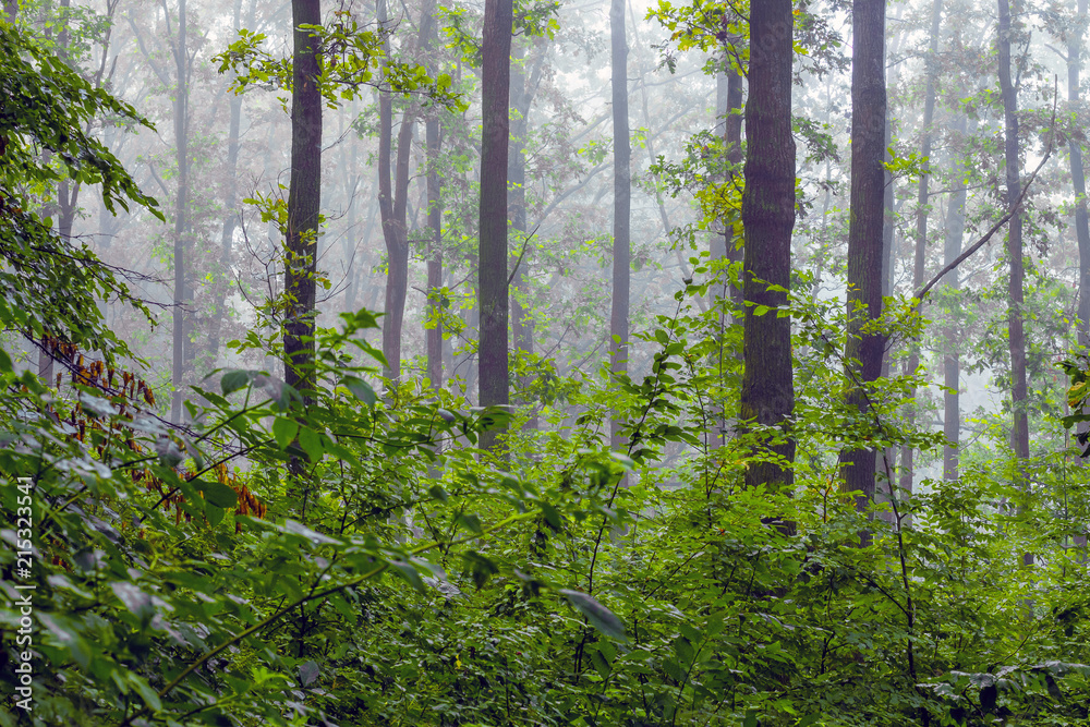 Fototapeta premium Trees and bushes in the woods in a thick morning fog_