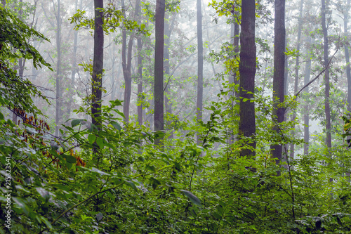 Trees and bushes in the woods in a thick morning fog_