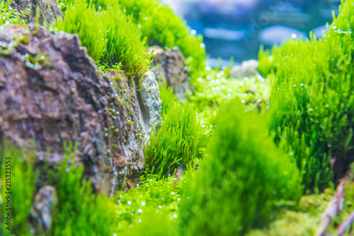 tank with a variety of aquatic plants.
