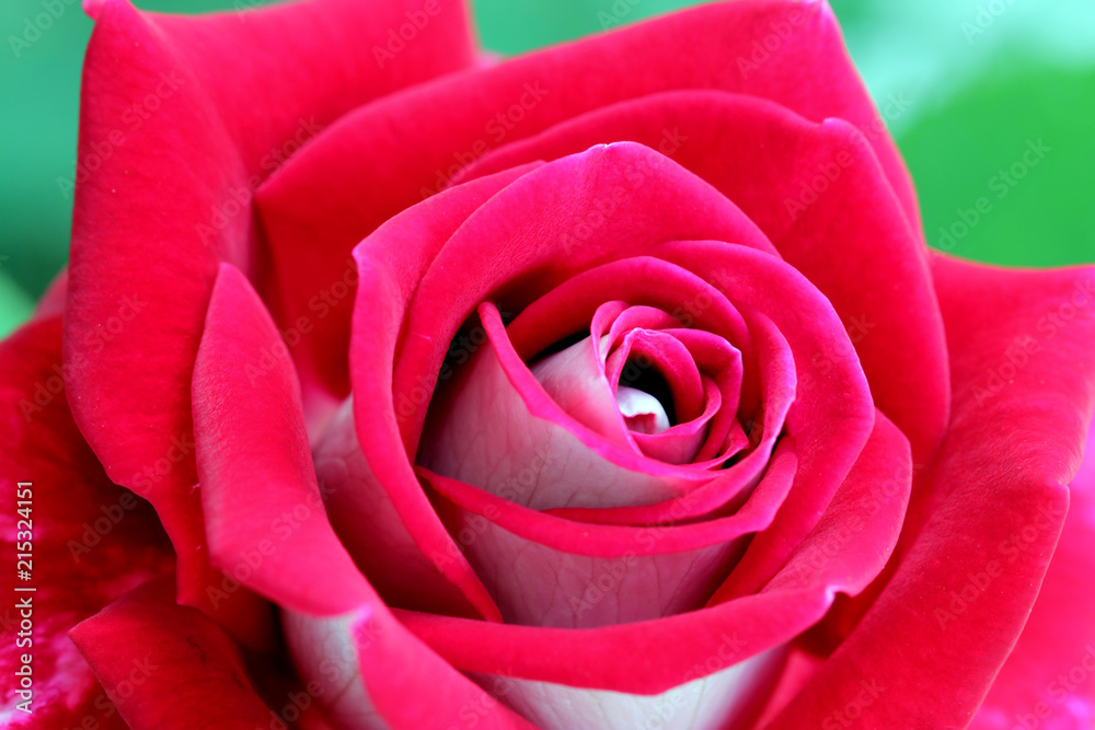 Naklejka premium close up of Rosa Mister lincoln, red rose in the garden, very beautiful rose in the garden. A red rose is an expression of love. Red roses usually show deep feelings, like love, longing, or desire
