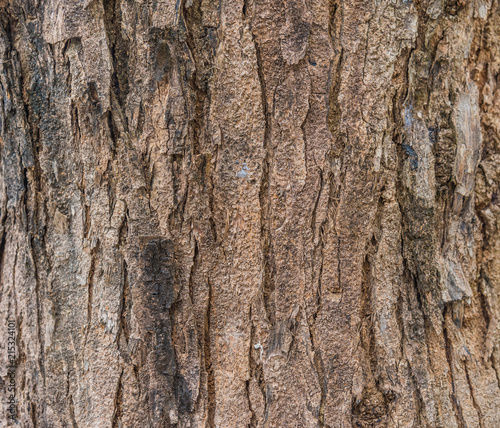 wood bark texture for background .