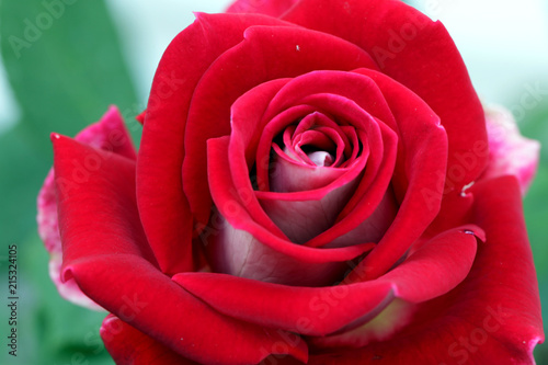 Fototapeta Naklejka Na Ścianę i Meble -  close up of Rosa Mister lincoln, red rose in the garden, very beautiful rose in the garden. A red rose is an expression of love.  Red roses usually show deep feelings, like love, longing, or desire