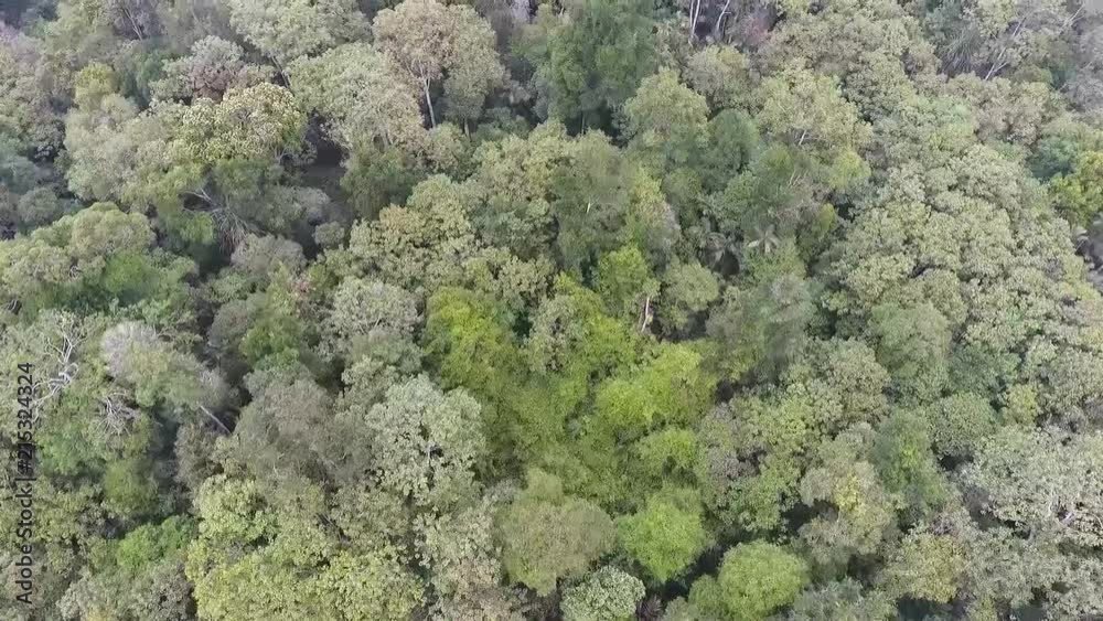 Trees From Above - Slide Forward Trees From Above - Slide Forward