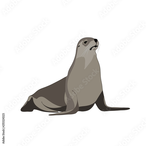 seal animal. vector image photo