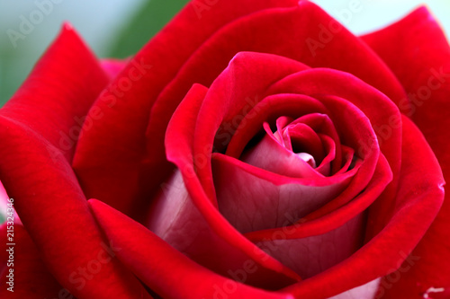 Fototapeta Naklejka Na Ścianę i Meble -  close up of Rosa Mister lincoln, red rose in the garden, very beautiful rose in the garden. A red rose is an expression of love.  Red roses usually show deep feelings, like love, longing, or desire