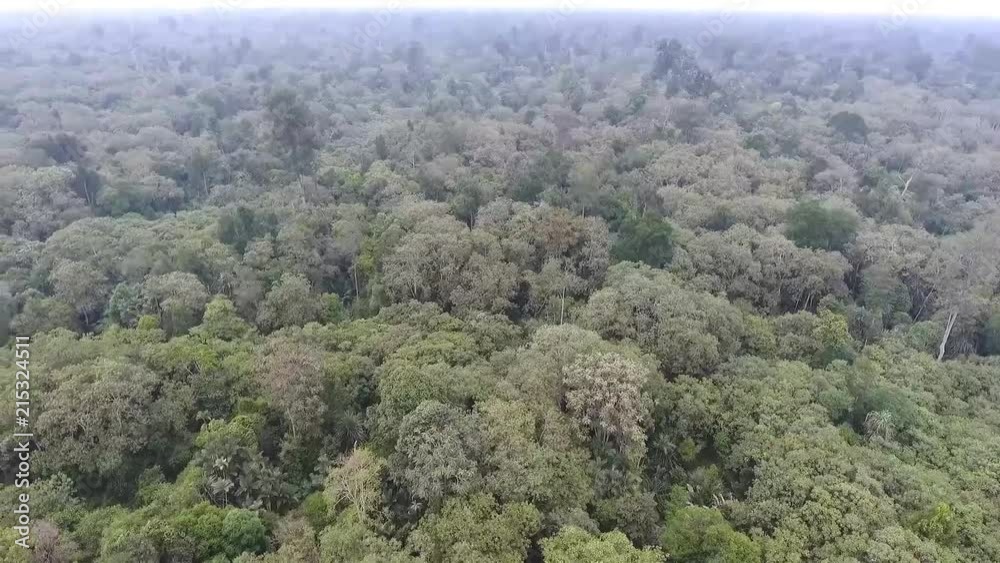 Trees In Forest From Above - Pan - Right To Left Trees In Forest From Above - Pan - Right To Left