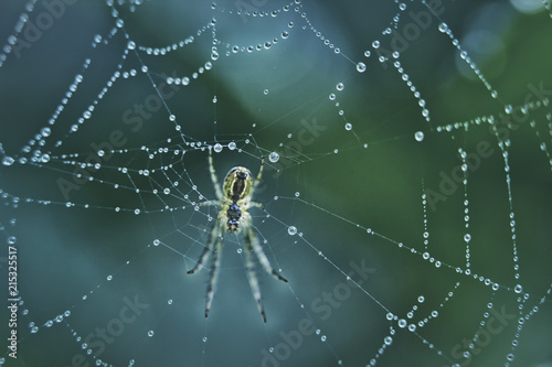 The spider sits on a web covered with drops of dew.