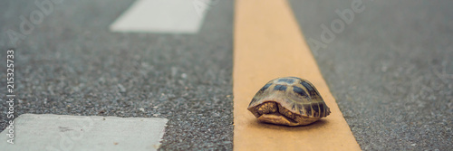 turtle walking down a track for running in a concept of racing or getting to a goal no matter how long it takes BANNER, long format photo