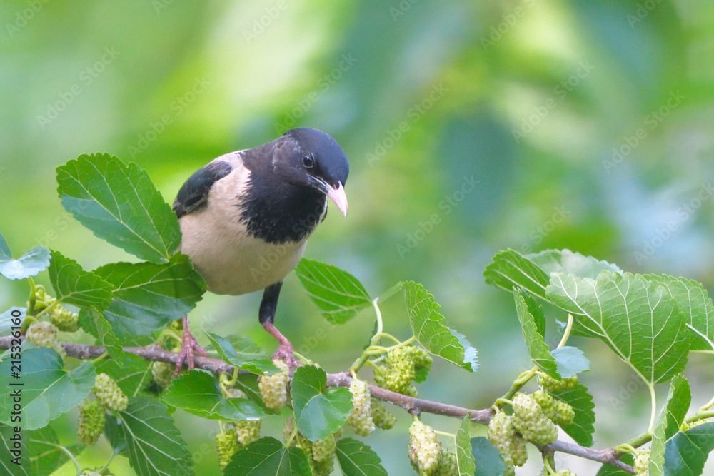 Obraz premium Rosy starling (pastor roseus)