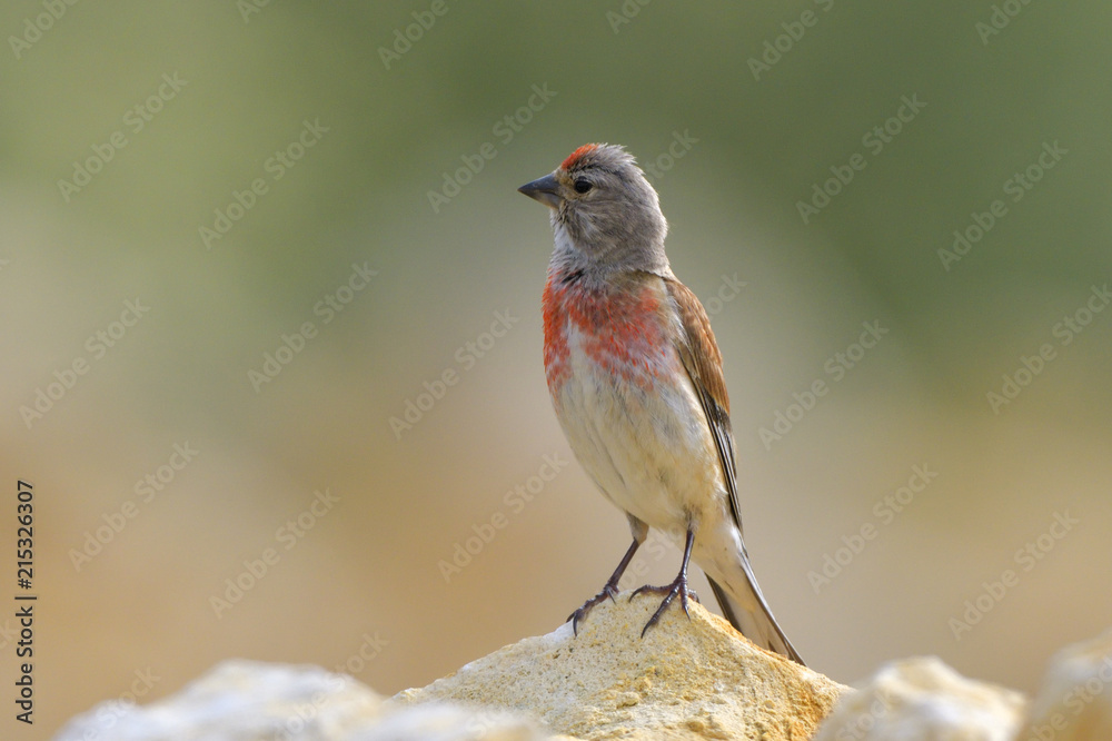 Fototapeta premium Common Linnet (Linaria cannabina), male