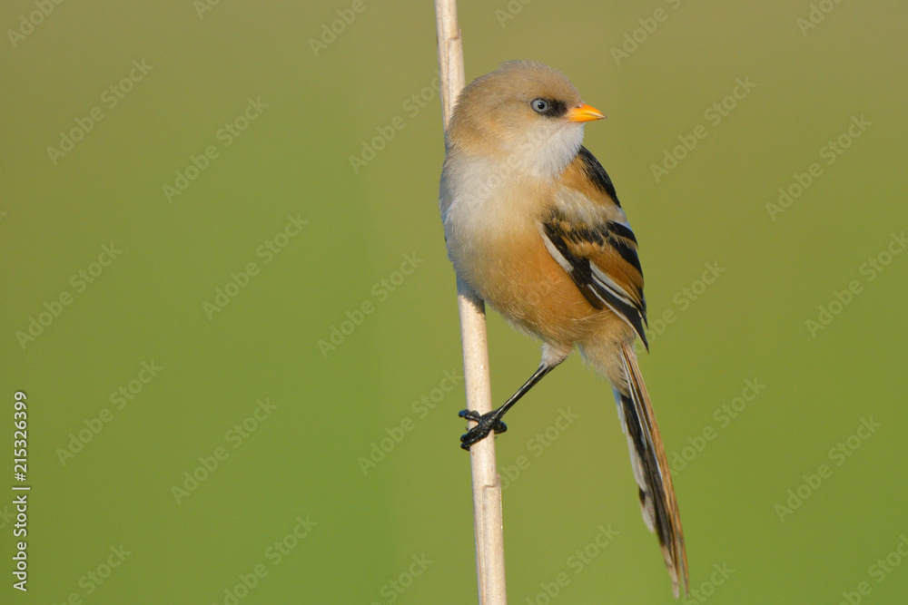 Fototapeta premium Bearded Reedling (Panurus biarmicus)