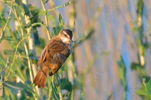 Moustached Warbler (Acrocephalus melanopogon) photo