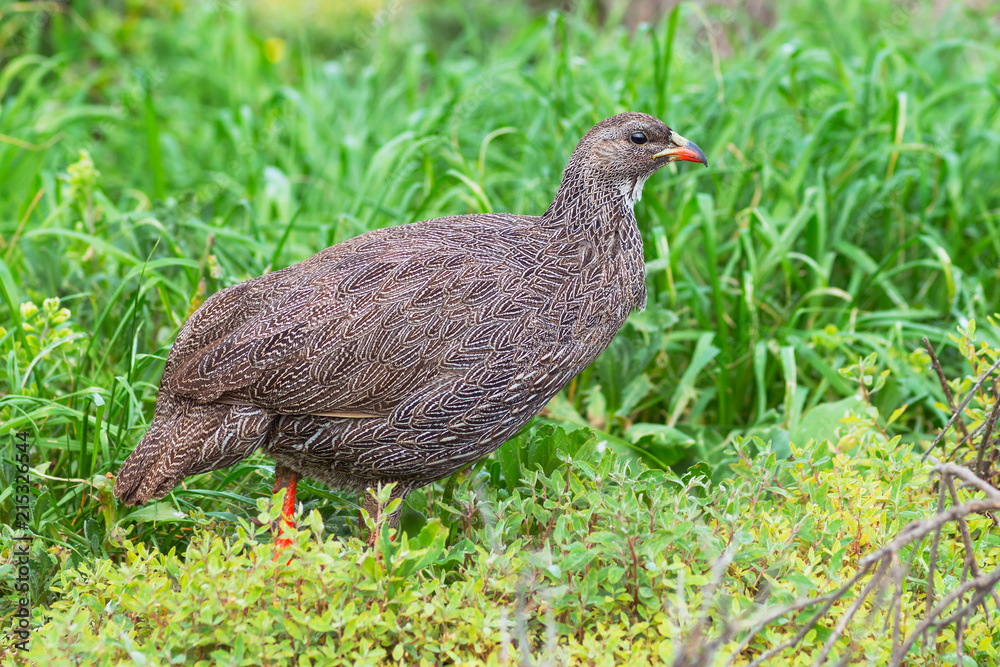 Cape spurfowl (Pternistis capensis) in Table Bay Nature Reserve