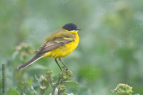Yellow Wagtail in Springtime