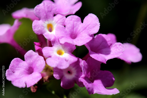 close up of little purple flower with white center in garden with bokeh background