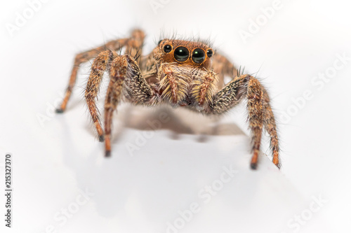 Close up of a cute little jumping spider on a white background