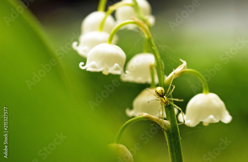 little spider on Lily of the valley flowers in spring forest