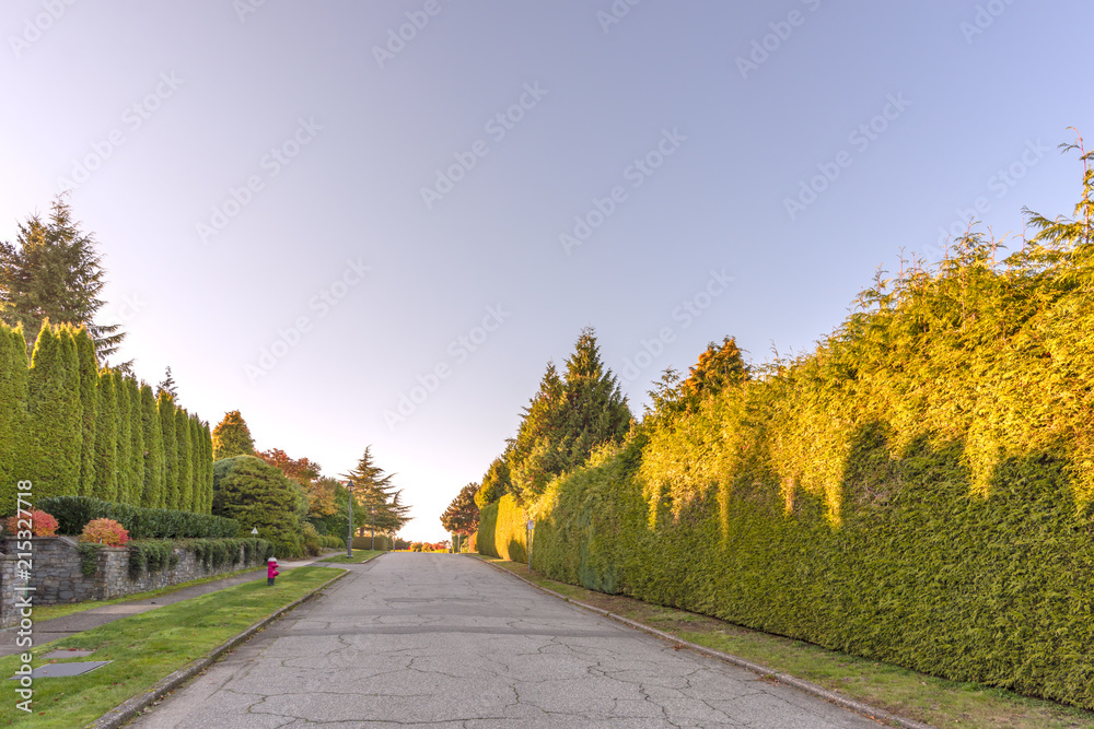 Fototapeta premium autumn street with trees and fallen leaves, green fence from plants