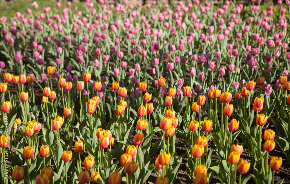Tulips growing on a flower bed