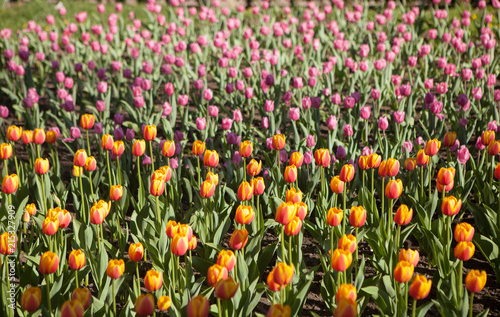 Tulips growing on a flower bed