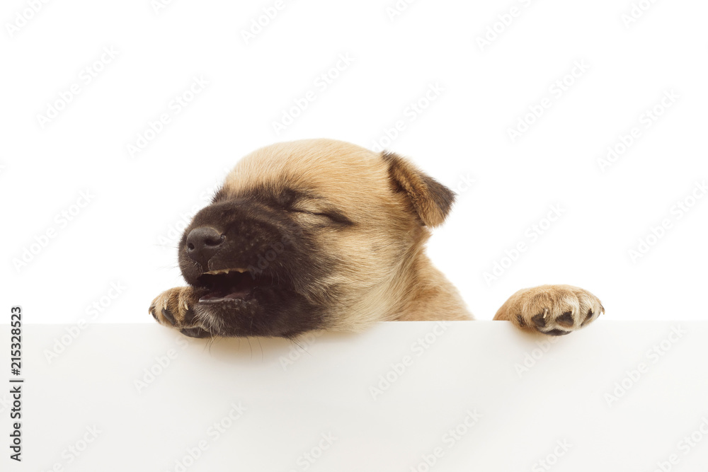 Obraz premium cute baby dog or puppy yawning with white board isolated