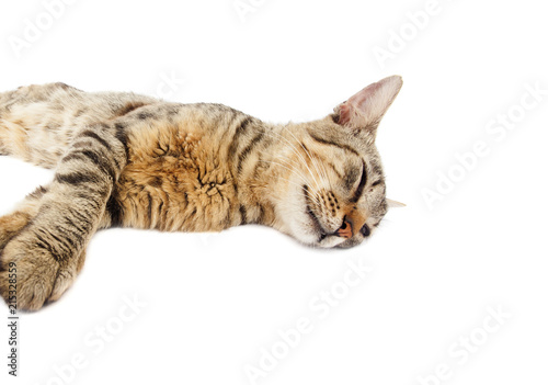 old sick cat lying on white background