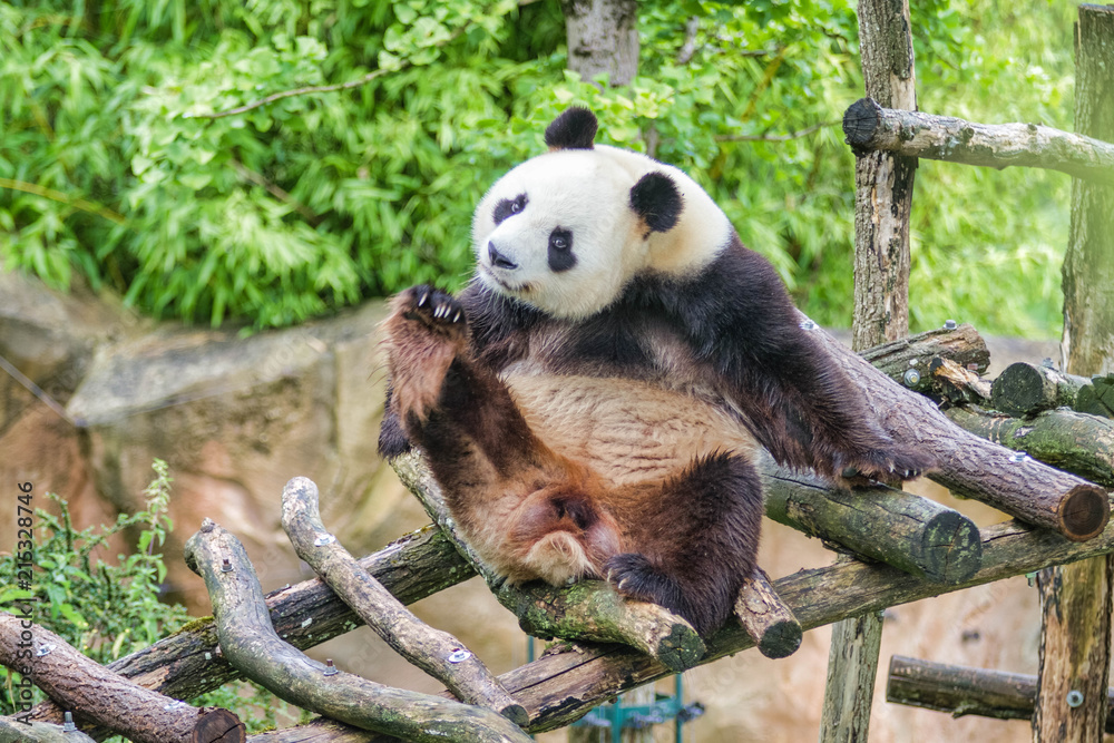 Obraz premium Panda géant