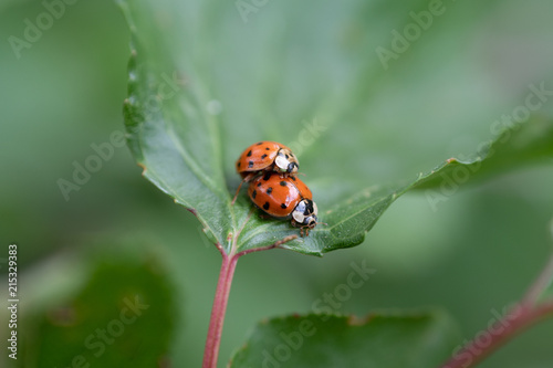 Lady bugs mating in spring © PengWah