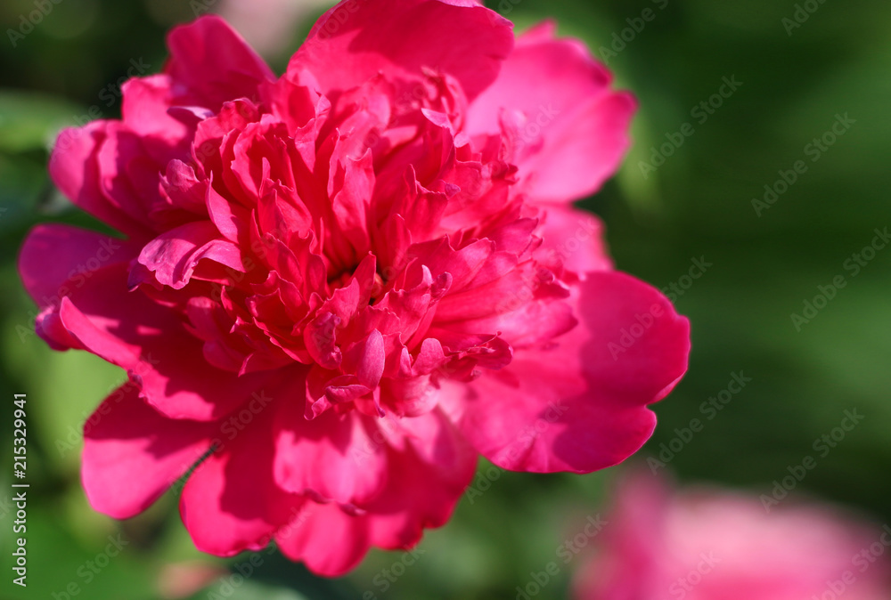 Bright crimson peony with lush petals