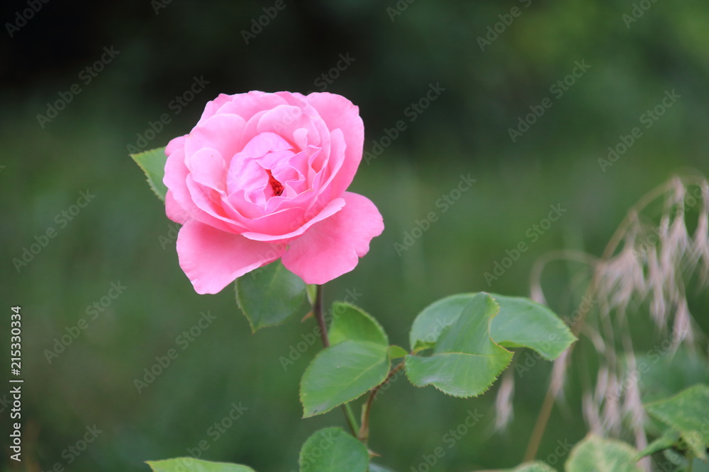 Beautiful pink rose in a garden Beautiful pink rose in a garden