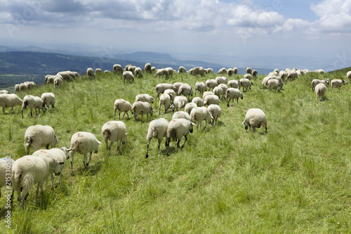 Fototapeta herd of sheeps grazing