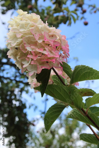 Wallpaper Mural pink hydrangea flowers with white , Fraise melba Torontodigital.ca