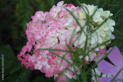 Wallpaper Mural pink hydrangea flowers with white , Fraise melba Torontodigital.ca